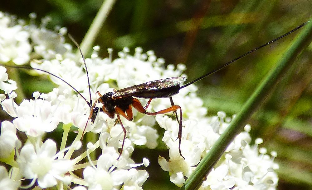 Ichneumonidae o Braconidae ?   Braconidae Agathidinae